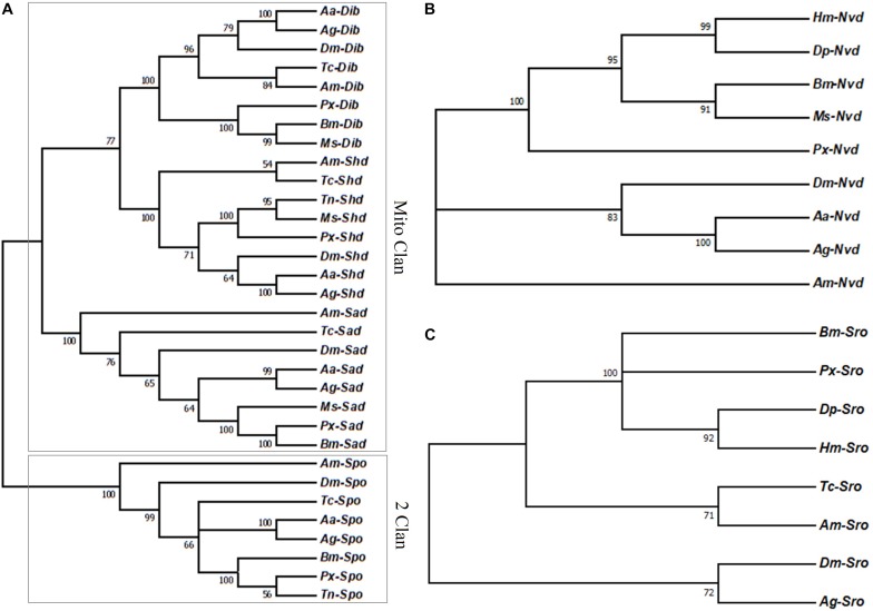 Identification of Halloween Genes and RNA Interference-Mediated Functional Characterization of a Halloween Gene shadow in Plutella xylostella.
